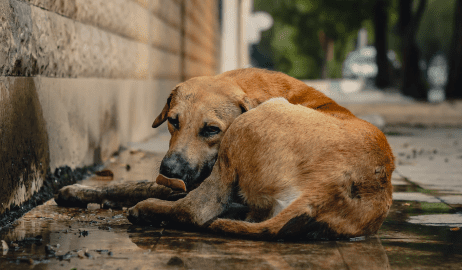 3 minutes pour sauver la vie d'un chien
