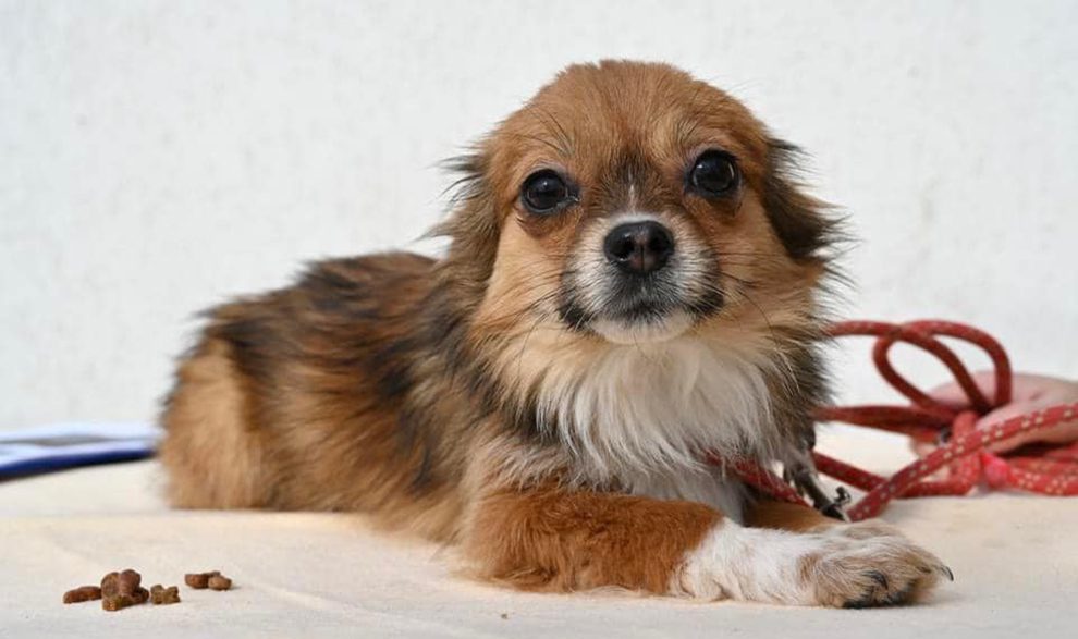 Parrainer un chien ROLDA