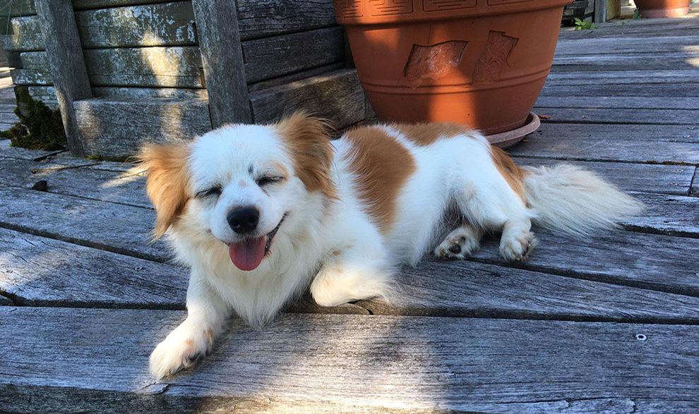 #chiensROLDA