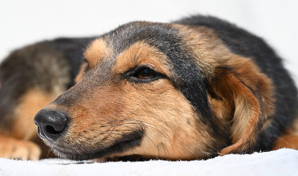 Des centaines de chiens