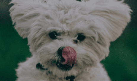 Plan d'évaluation du comportement canin de ROLDA